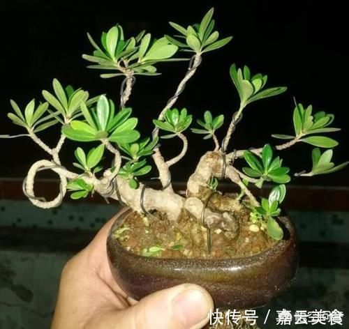植物|晒一晒你认为养得最好的盆栽，并说一说你是怎么养的？