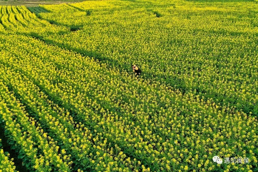 金色花海！福州油菜花开了！【区县头条】