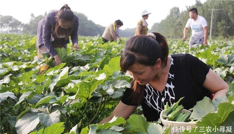  引入|引入国内百年才成网红，被称作“蔬菜王”，如今跌落神坛，农民不爱种