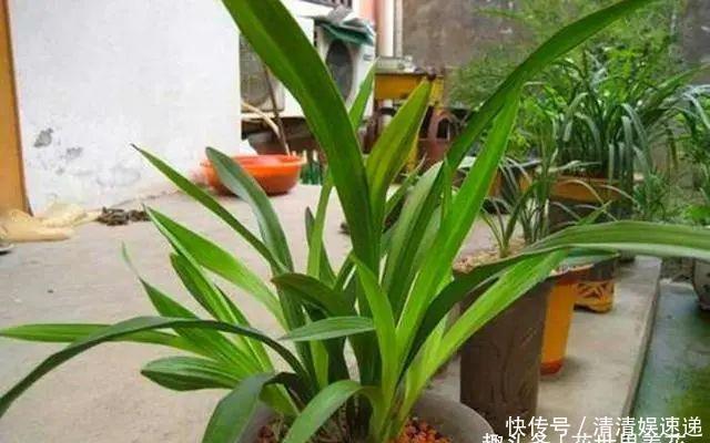 中国美食|旧筷子养花真不错，直接插在花盆里，这次浇水心里有数了