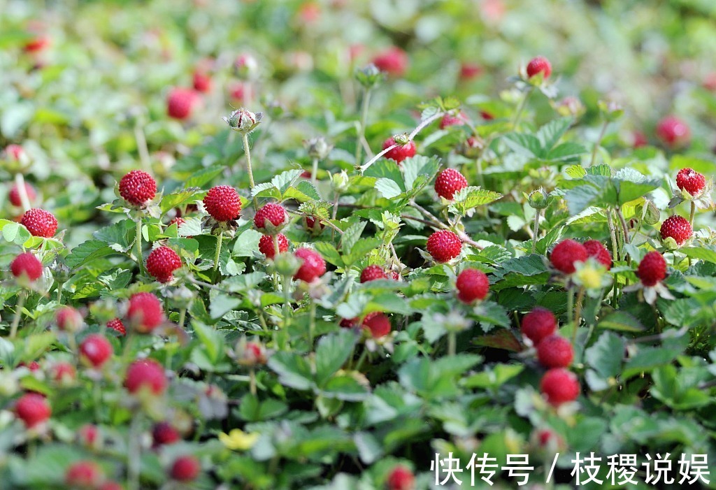 食道癌|农村长在厕所边的“野草莓”,小时候经常吃,现在价格昂贵