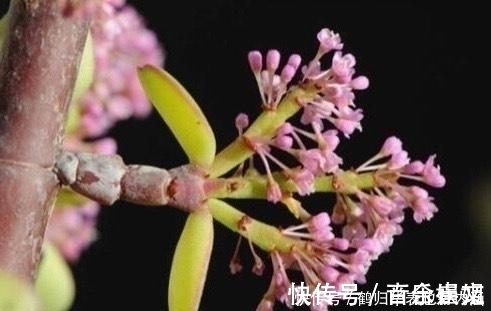 茎秆|5种多肉开花可遇不可求,太少见别剪掉,值得拍照留影做纪念