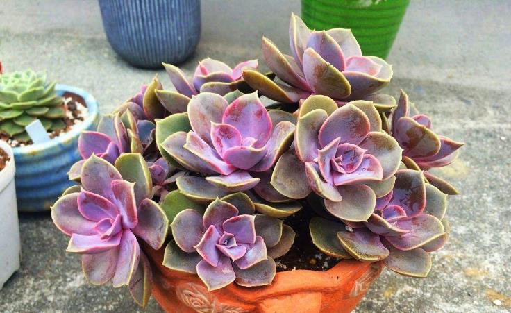 阳台上|多注意这3点,盆栽多肉紫珍珠,夏季茎叶根不化水腐烂