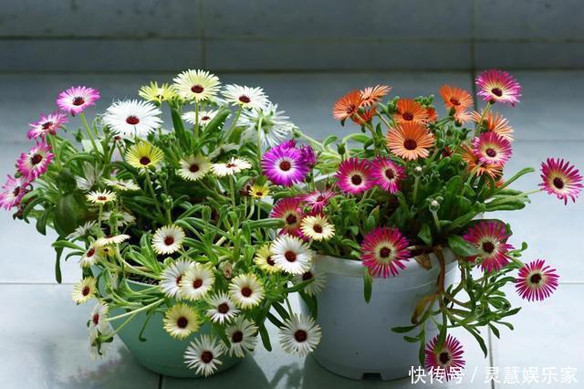 盆栽|此花比太阳花还好养,花色很漂亮,爆盆容易,值得入手