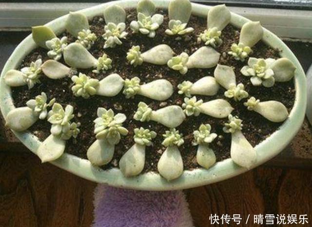 多肉叶插“不麻烦”,将“4个步骤”处理好,8天生根,冒出小苗!