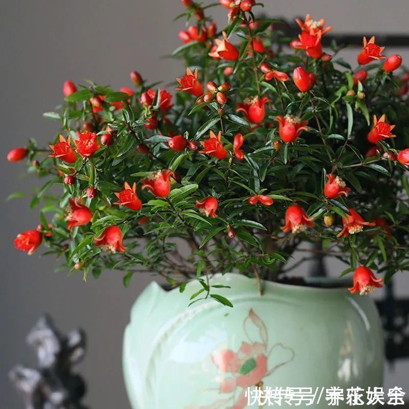 家里养盆“招财花”,一年四季开红花结红果,“招财旺运”又红火