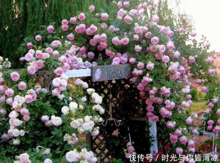 家有庭院就养4种花,夏天开正旺,花期长花朵多,一盆开出200朵花