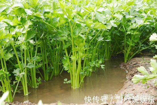 星期|芹菜配上它,坚持食用2星期,脂肪不见了,骨骼也健康了,试试吧