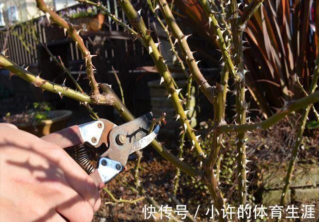 下雪前,5种“漂亮花”赶快修剪,来年爆花,就靠现在