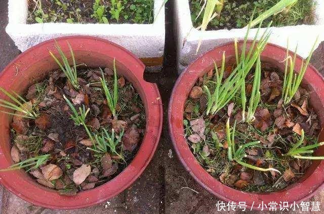 春季阳台盆栽“3种蔬菜”，易成活，绿色又美味，吃完一茬又一茬！
