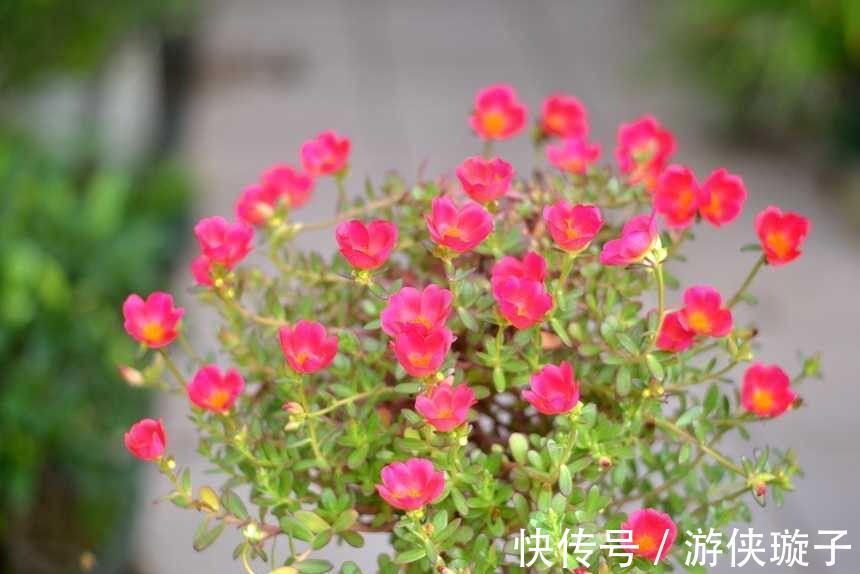 太阳花过冬,有一个技巧,顺利越冬、来年长成小树开爆花很漂亮