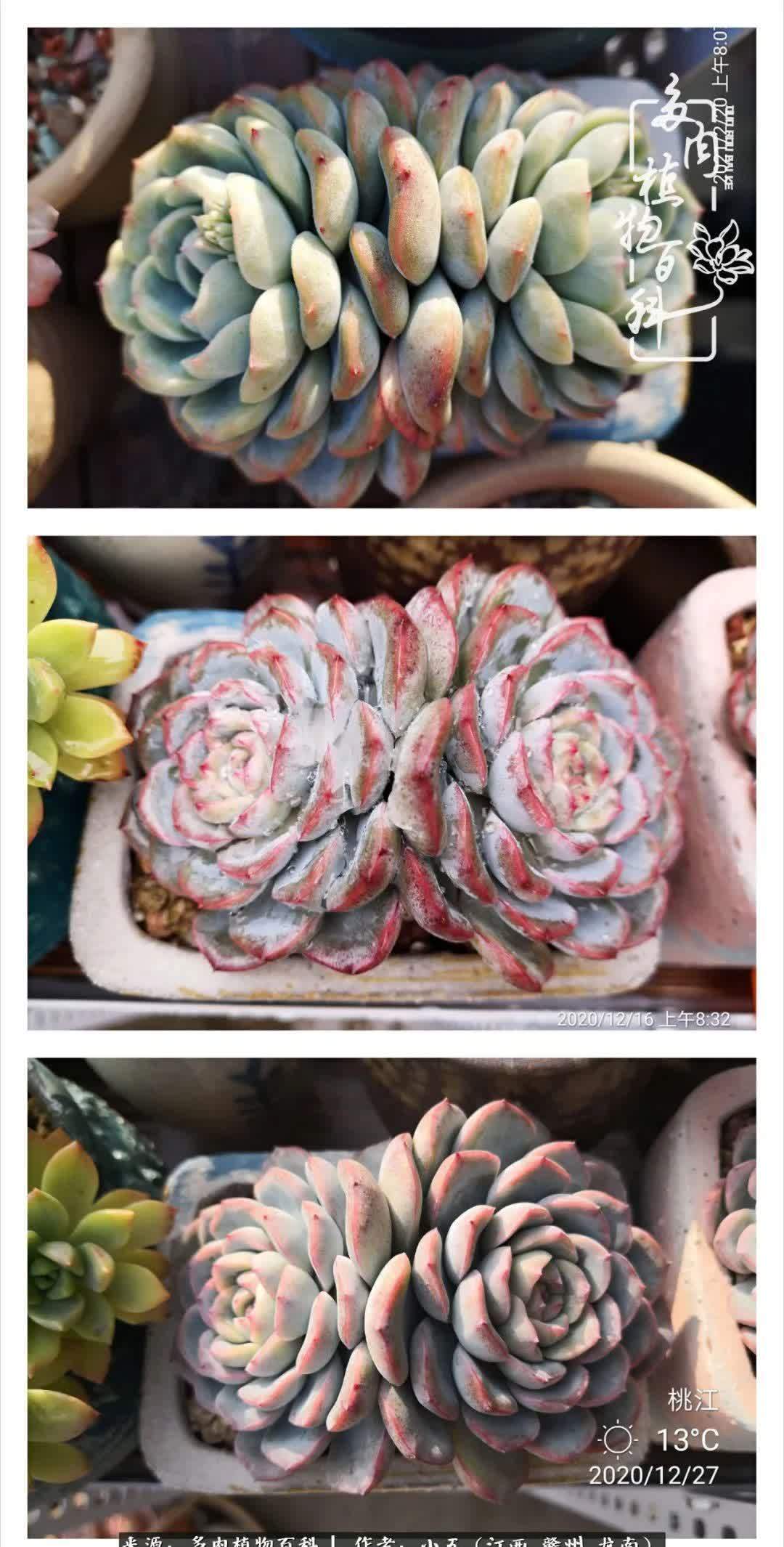 懵懵懂懂入肉坑,跌跌撞撞养多肉