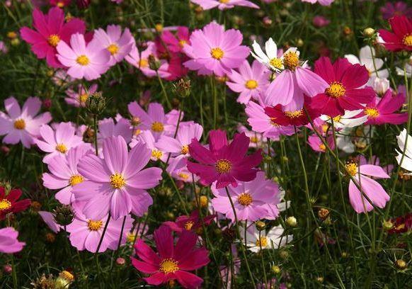 开花|4款艳美的花卉,花大色艳花期长,盛开时繁花似锦