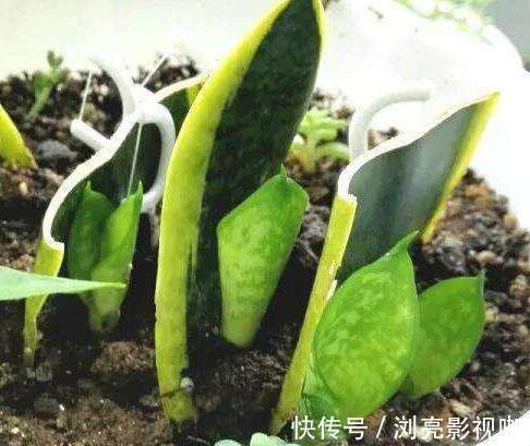 移栽|繁殖虎皮兰,用这“2种方法”扦插,20天冒白根,一盆养出好几盆