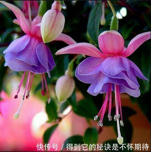 庭院选这几款花,花姿妖娆,香味扑鼻,一养就上瘾!