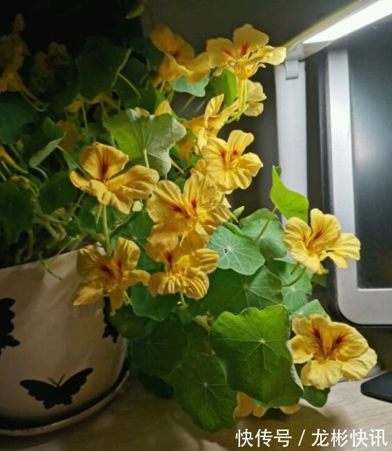 4种容易爆盆的花，吊起来养更合适，开花非常美