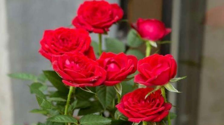 养花试试此几款,四季花开不断,花香四溢飘满屋