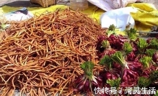 芋头叶|叶子像芋头,被人们称为“白草根”的野草,在老中医眼里是宝!