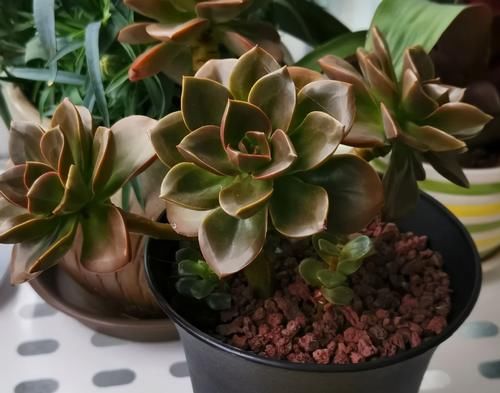 水培 土培 半水半土培育花草 挑选花盆花土 该注意这些 粉紫色