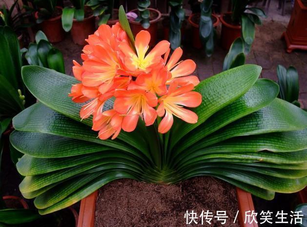 盆养君子兰，7天浇一次臭水，保管网格叶油绿、开花多