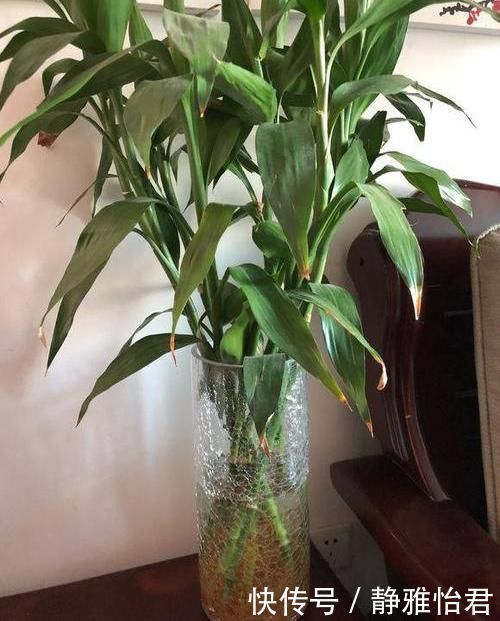 危害|家里不能养的花,这3类绿植,白送都不要,危害巨大不建议养