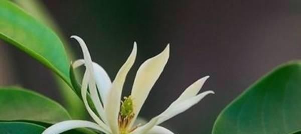 这花比茉莉还好闻,家里养一盆,花一开就是大半年