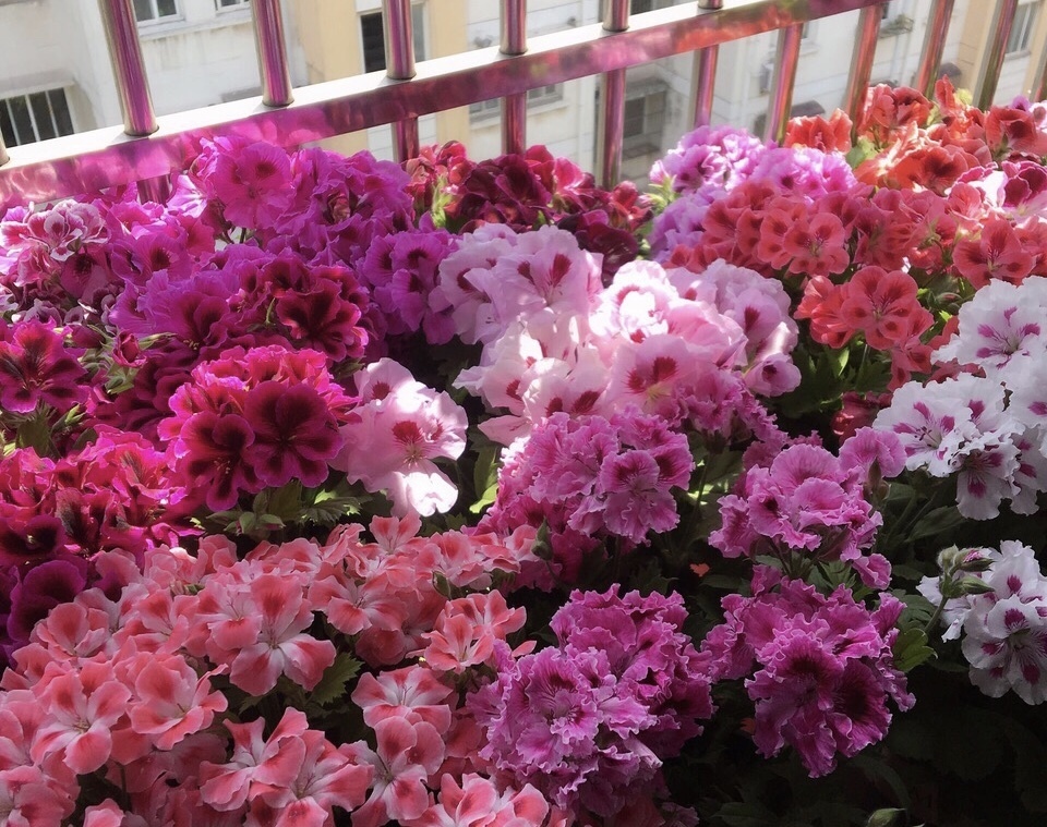 花盆|长寿花、天竺葵“快睡醒了”,准备2种肥撒盆里,9月呼呼冒