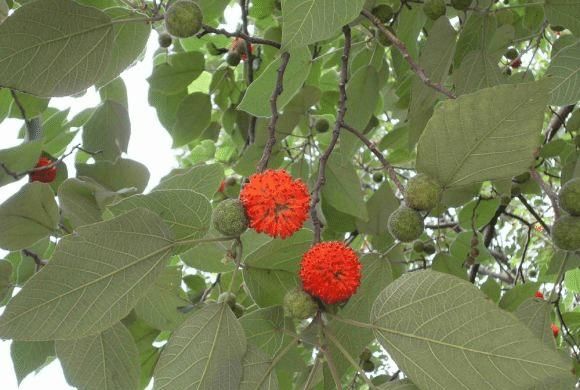  叶子|构树全身都是宝，花穗和果子都能吃，叶子还能洗碗早看早知道