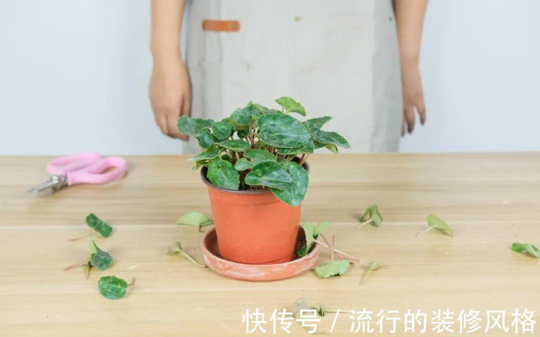 君子兰|8种花夏天不能买,买回来就死,白浪费钱