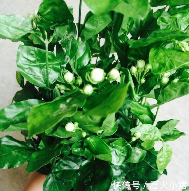 养茉莉花,只用了一个小诀窍,花开的又多又香,太赞了