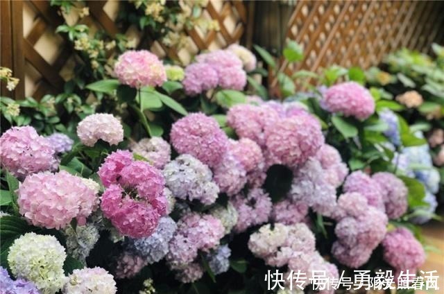 绣球花开花稀拉拉，一剪一补一遮，轻松爆成大花球！