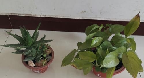 不用羡慕乡村景色了，楼房养花一样能养眼、修身养性