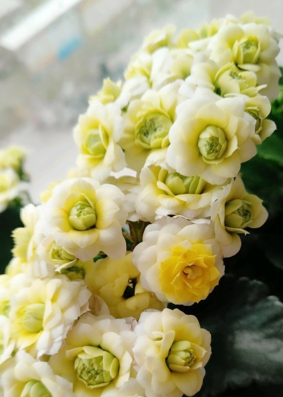 家庭养长寿花,学会“配土”,满足3个“要求”,开花持续不断