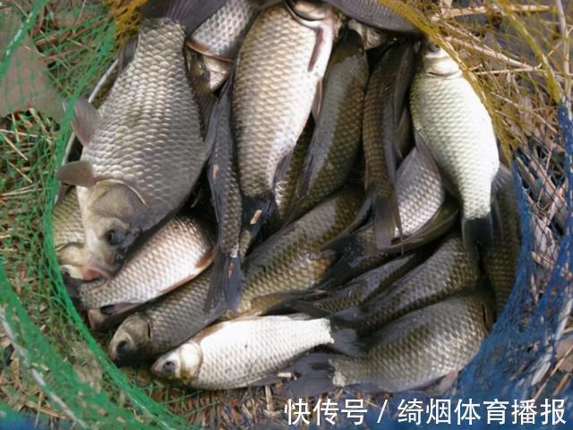 技巧|鲫鱼窝料制作方法，鲫鱼打窝方法及技巧，鲫鱼窝料经典配方