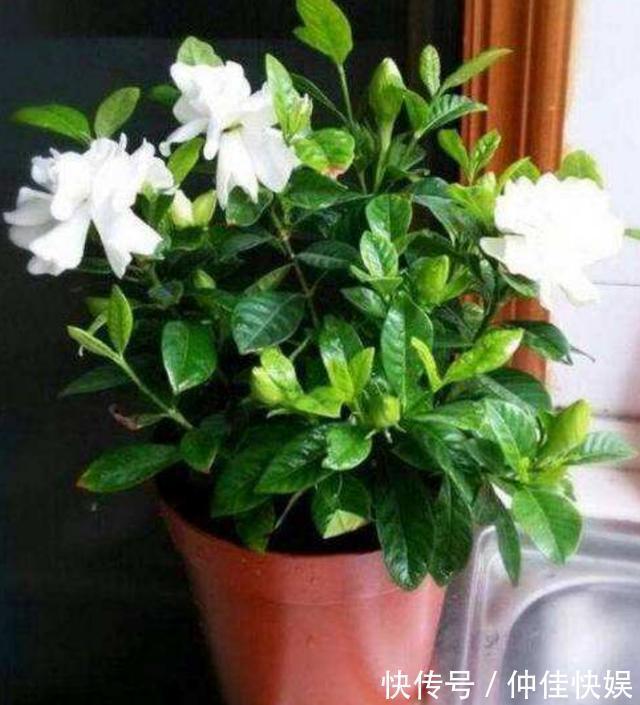 栀子花度夏注意的几点,花开不断,枝繁叶茂不再黄叶