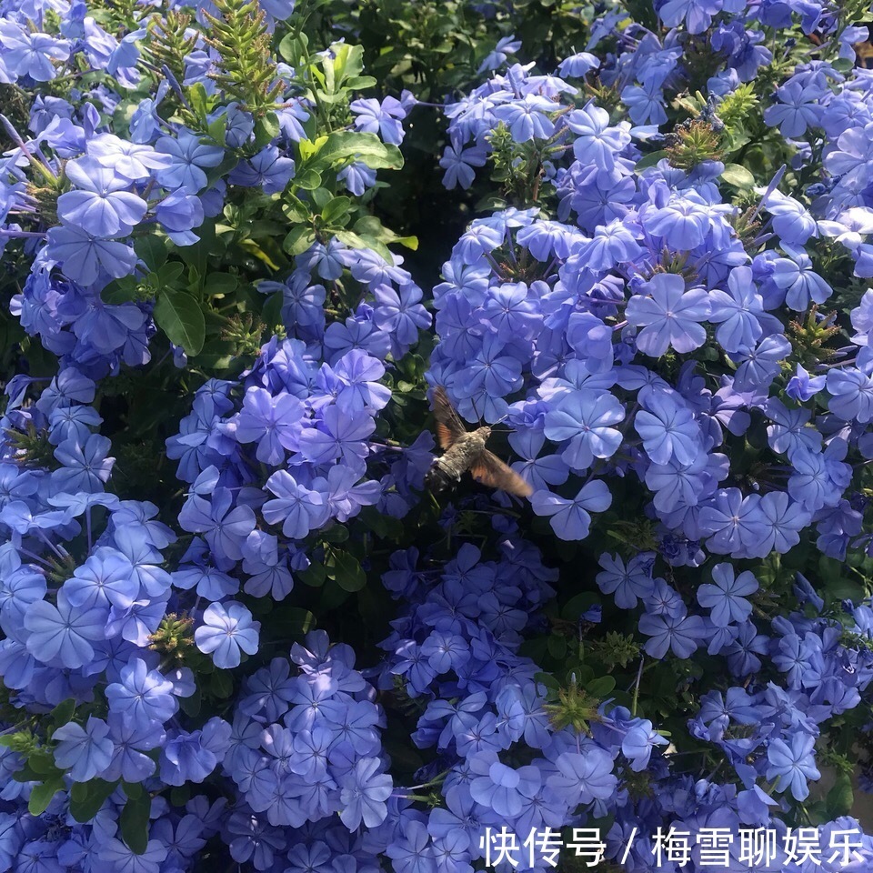 蓝雪花|九月中旬,1种花“长势猛”,剪一茬、开一茬,满枝都是花苞