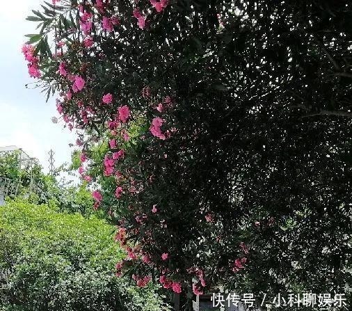 盛开|夹竹桃盛开的这扇门后,曾有过辛亥元勋的足迹