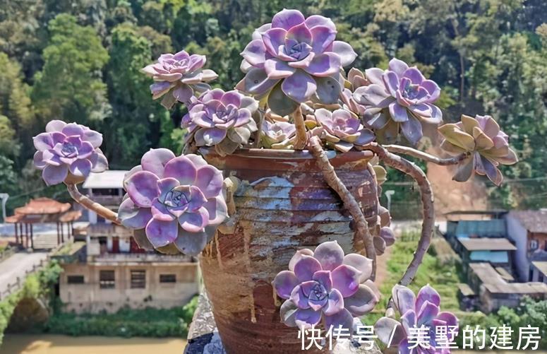 长生草|养长生草甭错过这4款,养好根,状态越来越好