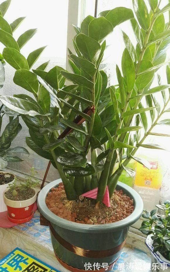 8种“吉祥花”,客厅养一盆,高贵又大气,养人又“旺家”