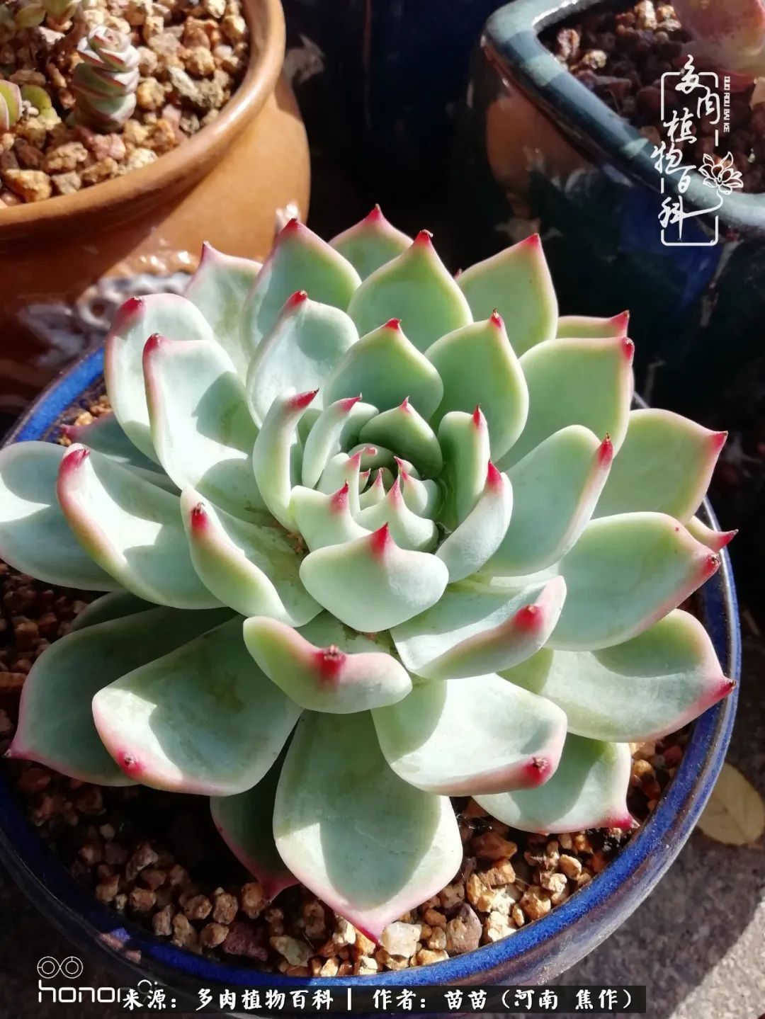 迷上多肉后，有一种喜欢叫一日看三回！