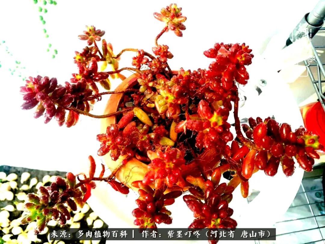 疗愈|从平凡中寻找美感,从噪杂中寻找宁静——多肉给予我的心灵疗愈!