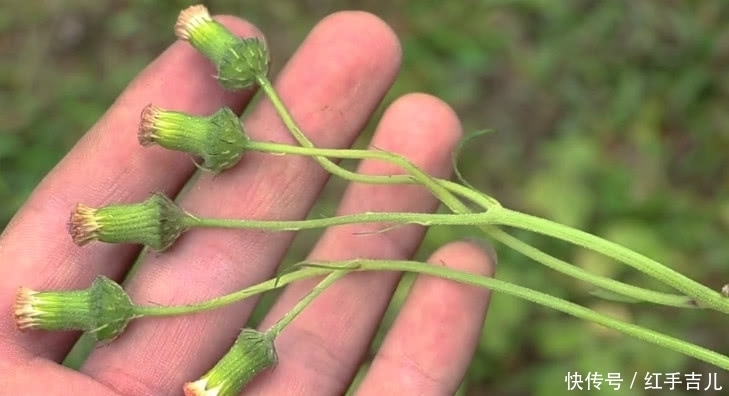 野草|从前饥荒少不了“它”，农村人看到就摘，既能当野菜吃还是好药材