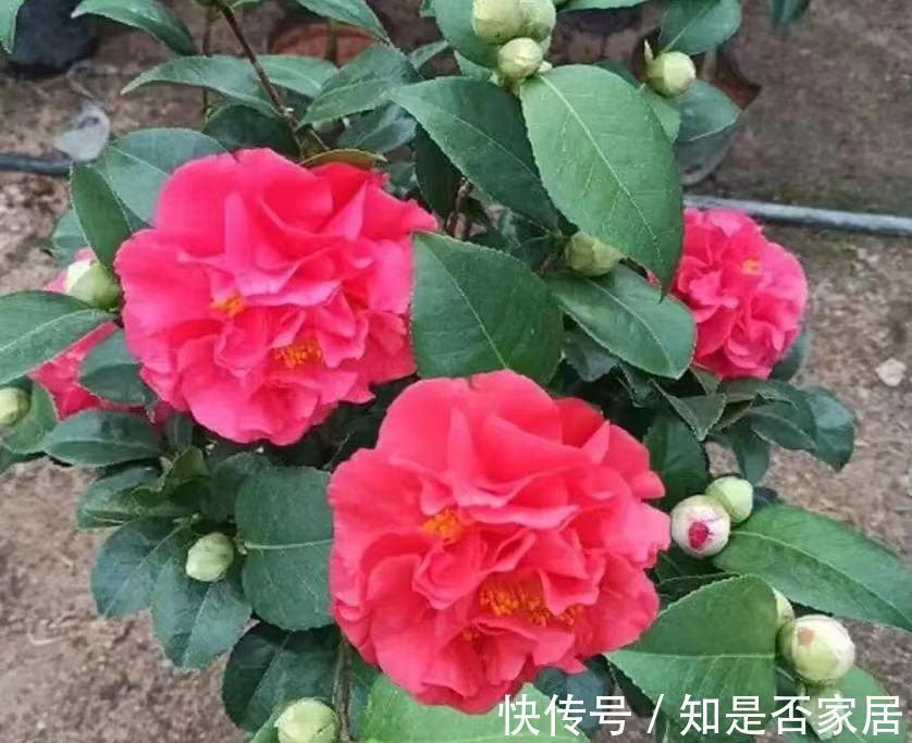 忘了牡丹吧,这种茶花香气四溢,花期长,不养一盆太可惜