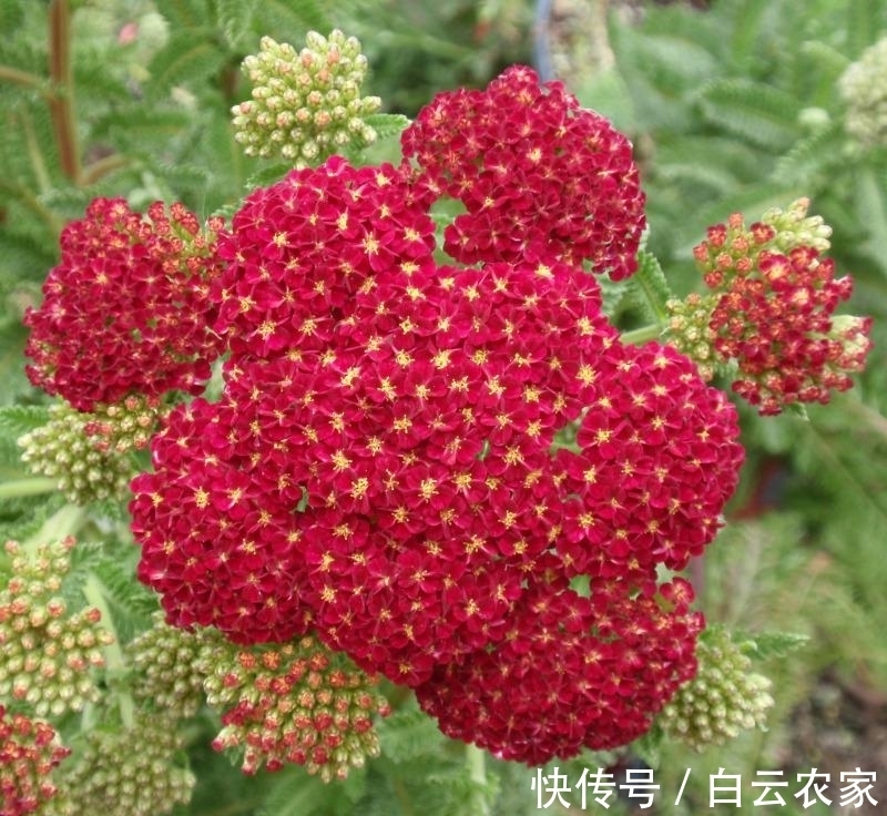 一花一世界，一叶一菩提——奇花异草蓍草，赏花旅游花语生日花