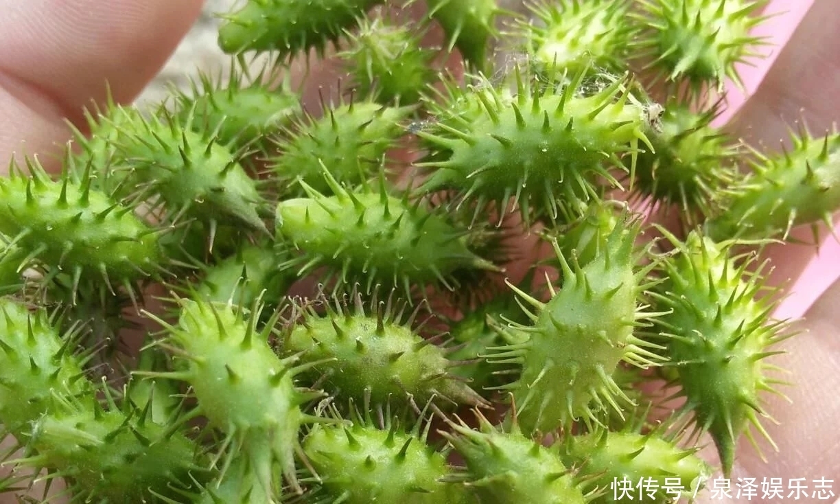 这野草,农村常见,价值高疗效广,却被人避之不及,可惜了