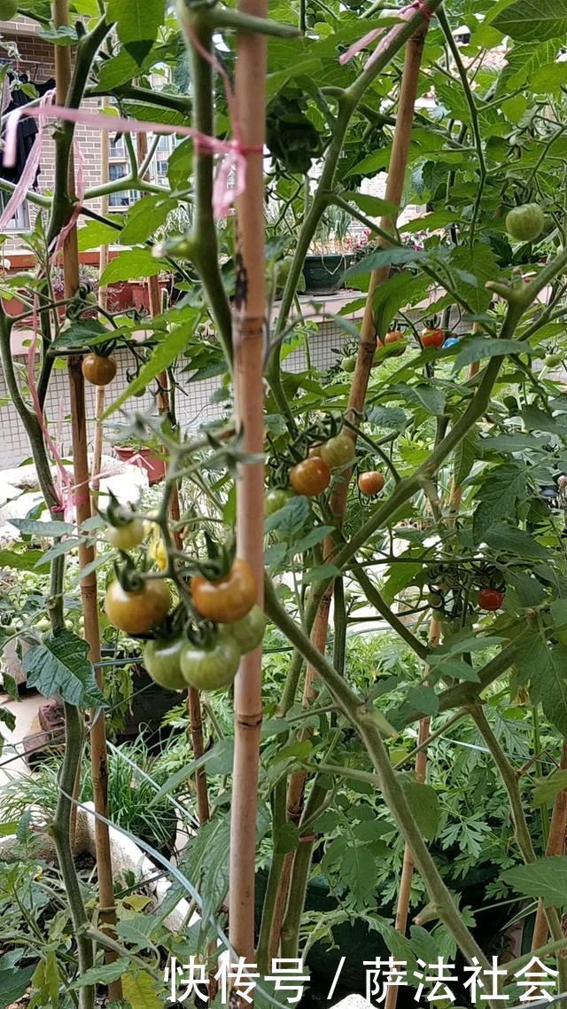 阳台养上“3种菜”,吃一茬长一茬,全家吃都够了