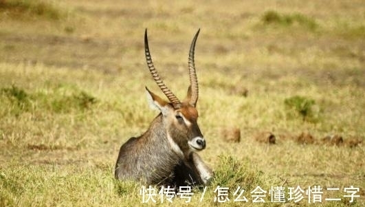 吉尼斯纪录|世界最复杂的名字,由1000个字母组合而成,念完舌头都要打结