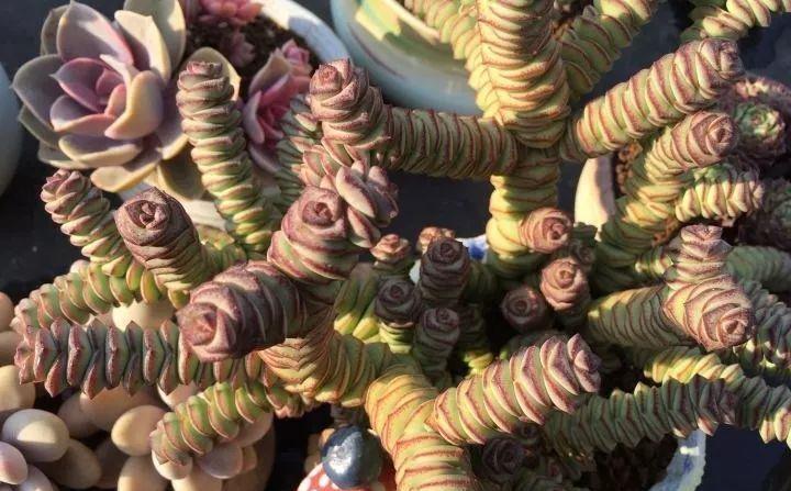 多肉植物肥美的秘诀只有一个