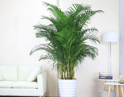 大又深的花盆不讨喜?养上这些花,做好几件事,大气又漂亮!