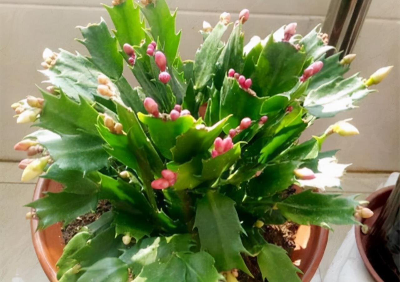 秋天|天气转凉,建议扦插6种花,温度“适宜”利于生根